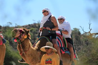 From Cabo, El Tule Canyon Camel Adventure - Housity