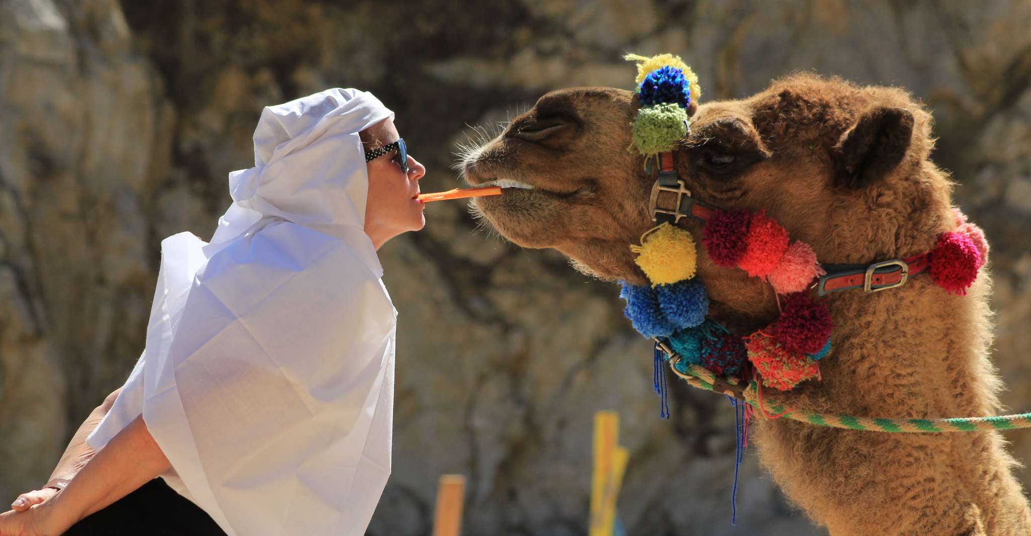 From Cabo, El Tule Canyon Camel Adventure - Housity