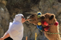 From Cabo, El Tule Canyon Camel Adventure - Housity