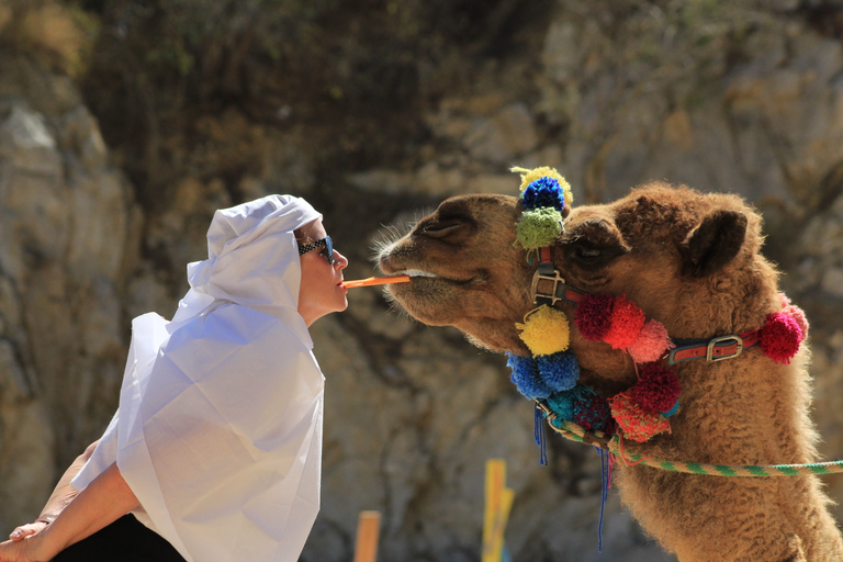 Los Cabos: Camel Ride in the Canyon & Thrilling Water-Slides