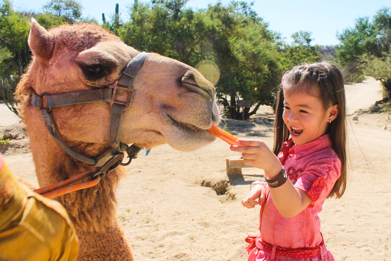 Los Cabos: Camel Ride in the Canyon & Thrilling Water-Slides