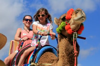 From Cabo, El Tule Canyon Camel Adventure - Housity