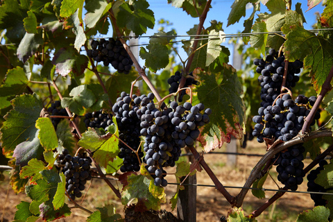Lagos: Wine Tasting Experience at Local Winery