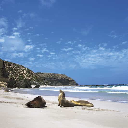 Penneshaw Shore Excursion Kangaroo Island Scenic Tour GetYourGuide
