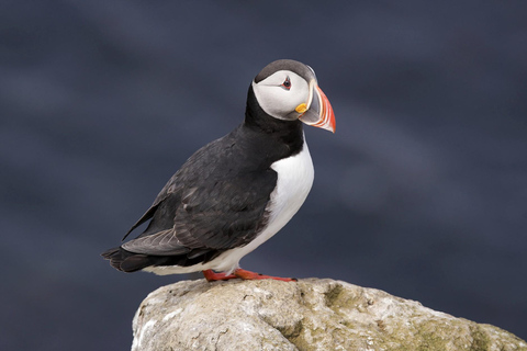 Hauganes: Whale and Puffin Watching Boat Tour