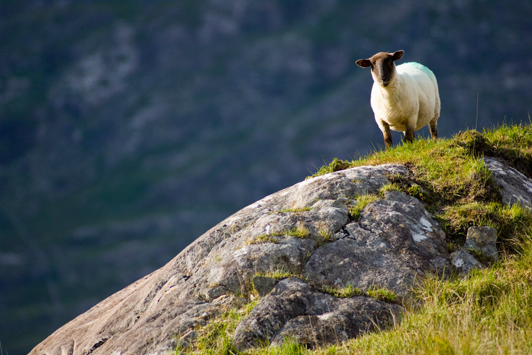 From Cork: Ring of Kerry Guided Day Trip