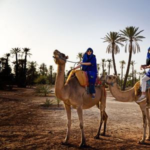 Marrakech: Half-Day Camel Ride in Palm Grove