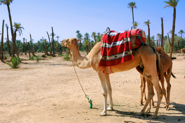 Marrakech: Half-Day Camel Ride in Palm Grove