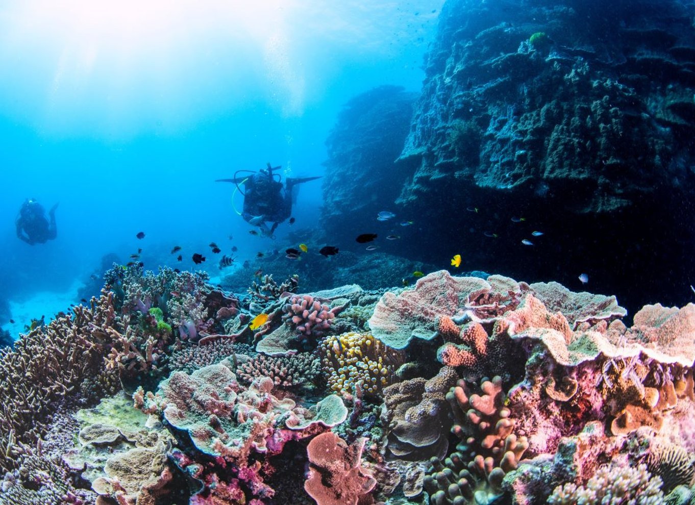 Dagstur med dykning på det sydlige Great Barrier Reef