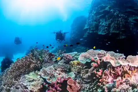 Excursion d'une journée de plongée sous-marine dans le sud de la Grande Barrière de Corail