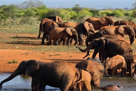 Mombasa:2-Day Tsavo East Wildlife Safari with Overnight Stay