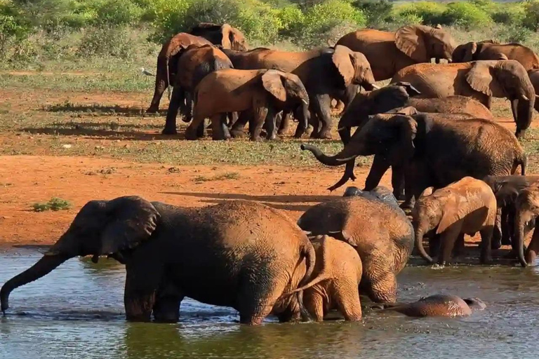 Mombasa:2-Day Tsavo East Wildlife Safari with Overnight Stay