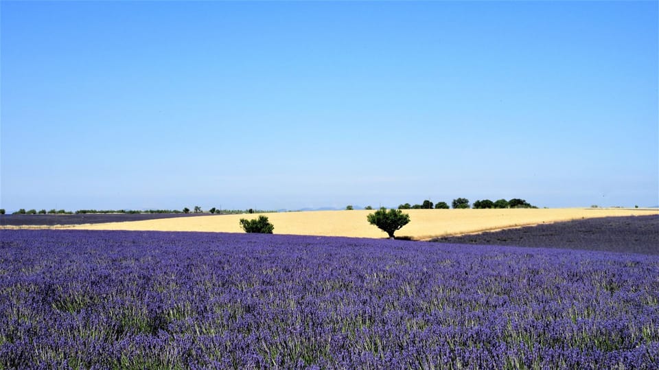 Fragranteria Candela Profumata Lavanda di Valensole Class