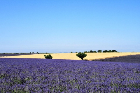 From Marseille Cruise Port: Shared Lavender Tour