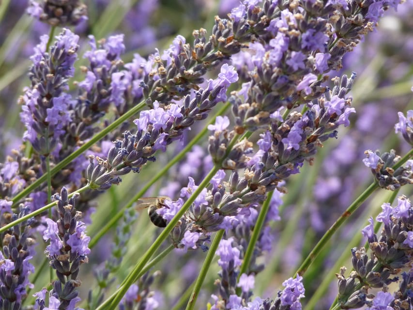 Fragranteria Candela Profumata Lavanda di Valensole Class