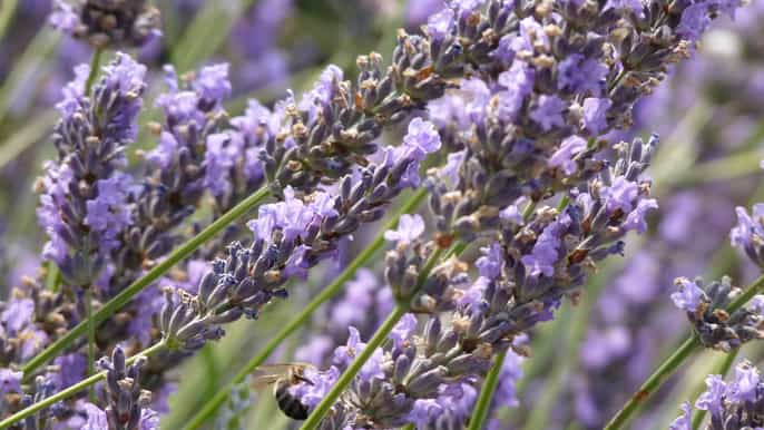 from marseille port shared lavender tour