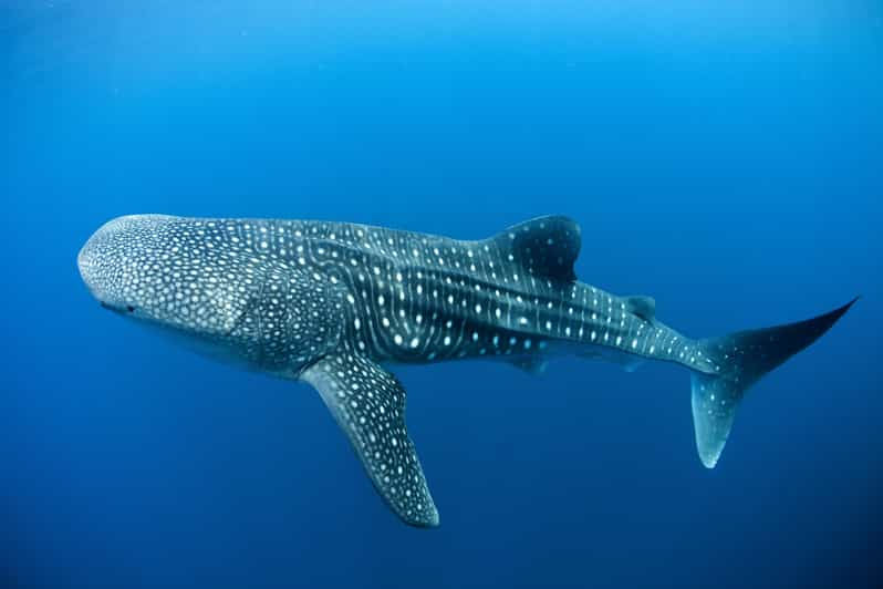 Desde Cancún y Riviera Maya Snorkel con Tiburón Ballena | GetYourGuide