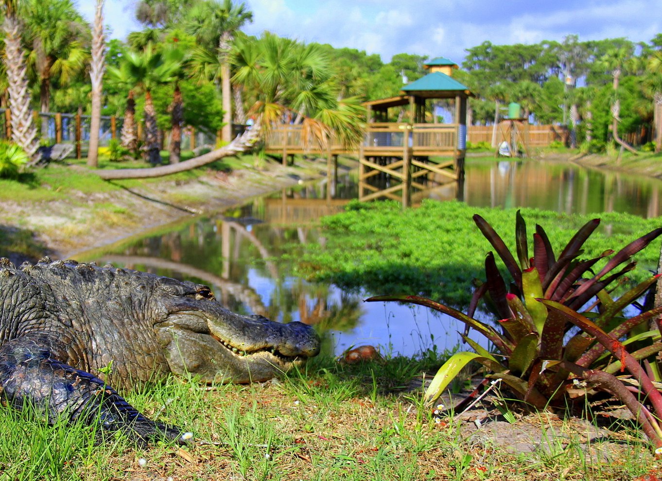 Orlando: Wild Florida Airboat Ride med transport og frokost