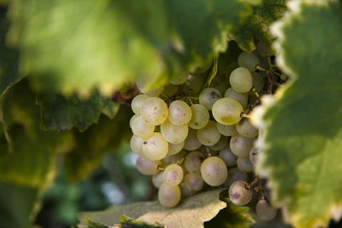 From Florence: Chianti Wine Tour with Wine Tasting Spanish - Chianti Wine Tour with Wine Tasting