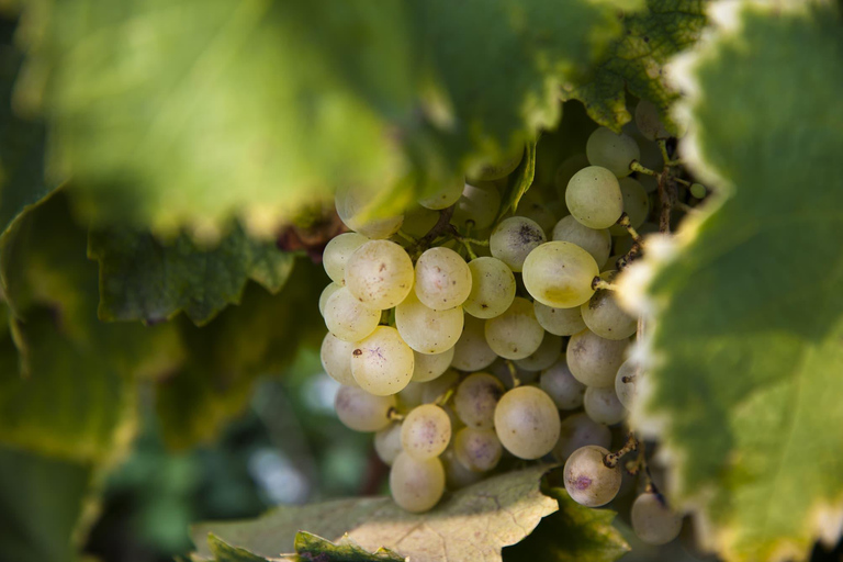 From Florence: Chianti Wine Tour with Wine Tasting Spanish - Chianti Wine Tour with Wine Tasting