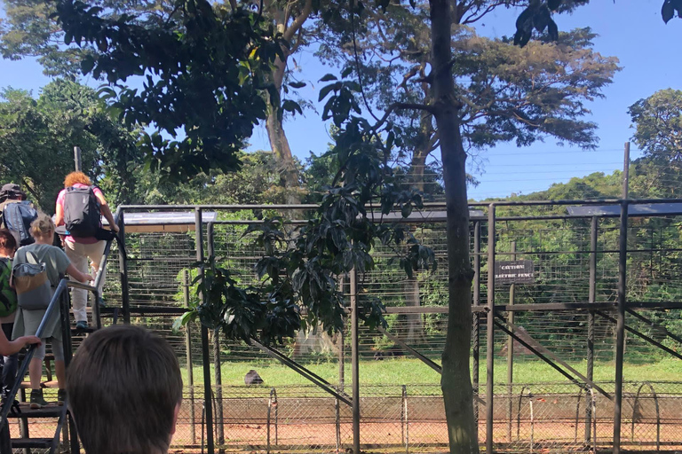 Kampala/Entebbe: Ngamba Island Chimps Sanctuary Tour