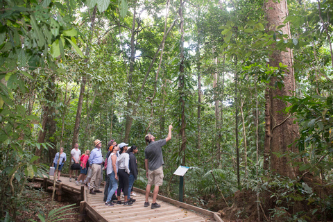 Da Cairns: Foresta pluviale di Daintree e tour di Cape Tribulation in fuoristradaQueensland: Tour di Daintree e Cape Tribulation in fuoristrada con pick up