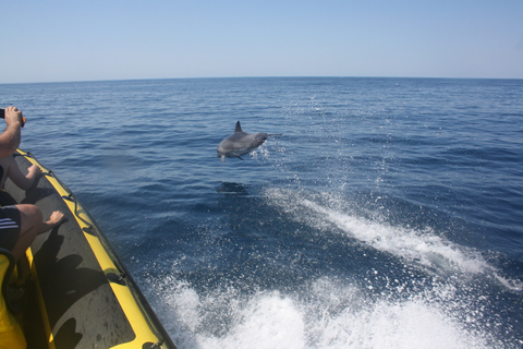 Algarve: Båttur längs kusten med delfinskådning och grottor