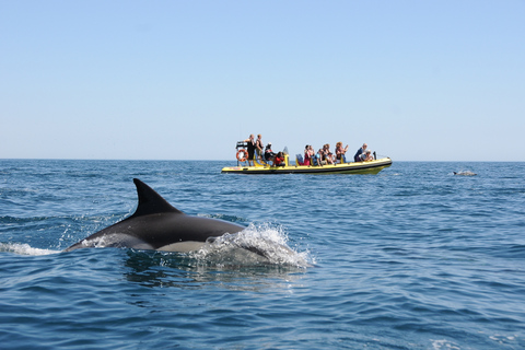 Wybrzeże Algarve: obserwacja delfinów i wycieczka do jaskini