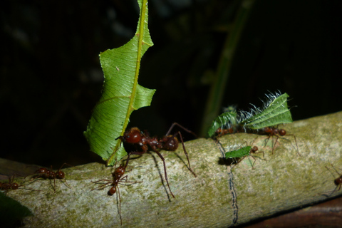 Esperienza con le formiche nella città di HormigasEsperienza con le formiche della città di Hormigas