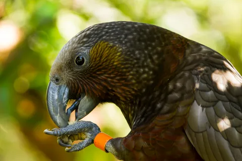 Zealandia Twilight Ecosanctuary Tour