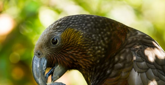 Zealandia: Dämmerungstour durch das Ökoschutzgebiet