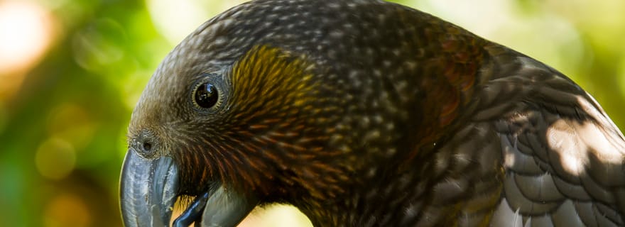 Visite de l'écosanctuaire de Zealandia au crépuscule