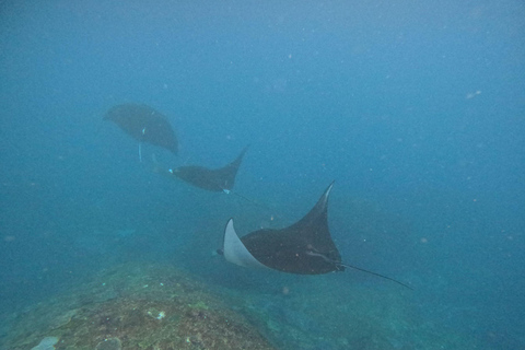 Bali: Excursión a Nusa Penida con Almuerzo y Snorkel en Manta PointBali Excursión de un día a Penida con almuerzo y buceo en Manta Point