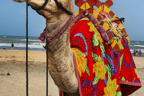 Djerba: Camel Ride, Flamingos, and Lagoon Tour