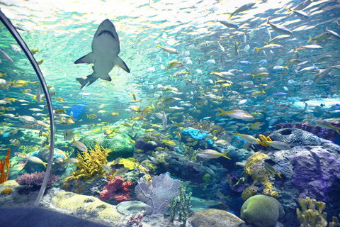 Ingresso Sem Fila para o Ripley’s Aquarium of CanadaTubarões após o anoitecer