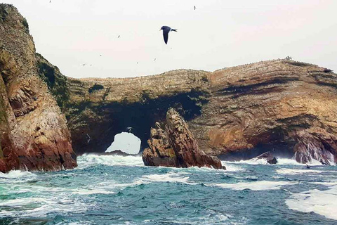 Tour a Huacachina y Paracas día completo