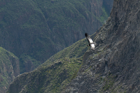 Arequipa: Colca Canyon 1-day + Breakfast Full Day Tour to Colca Canyon