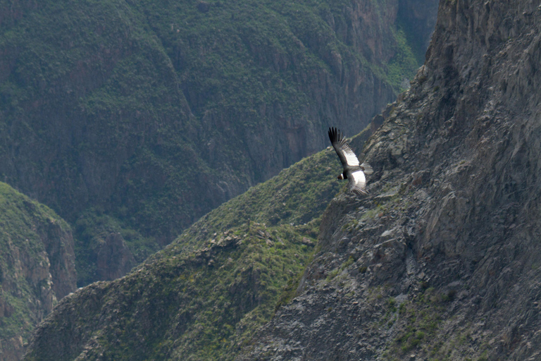 Arequipa: Cañón del Colca 1 día + DesayunoTour de día completo al Cañón del Colca