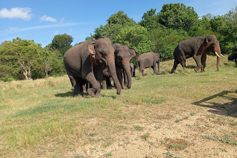 Minneriya : Safari matinal en jeep avec prise en charge à l&#039;hôtel