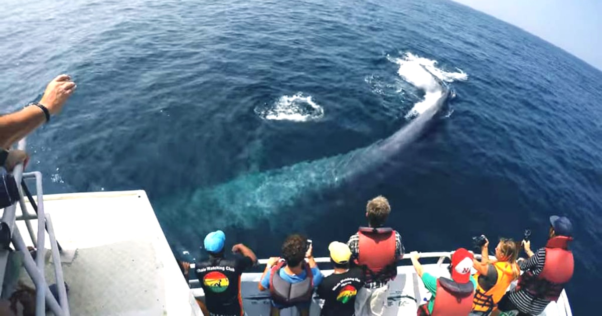 2Day Whale Watching & Southern Sri Lanka Tour GetYourGuide