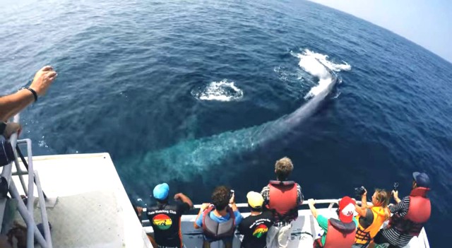 Visit 2-Day Whale Watching & Southern Sri Lanka Tour in Galle, Sri Lanka