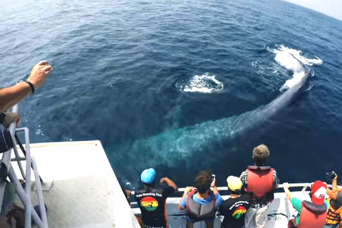 2 días de avistamiento de ballenas y sur de Sri Lanka