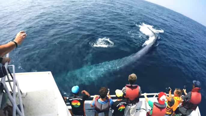 2day whale watching southern sri lanka tour