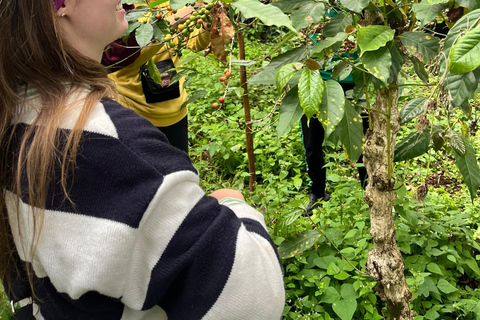 Tournée du café à Arusha : de la graine à la tasse avec Kingstone Asilia