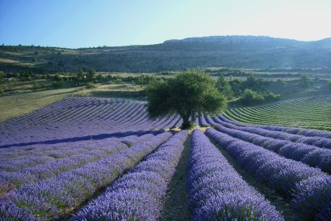 Ab Aix-en-Provence: Lavendelfelder am Morgen