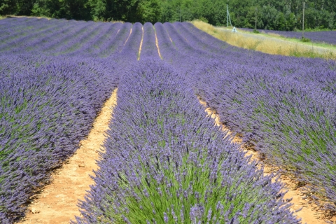Vanuit Aix-en-Provence: lavendelmiddagtour van een halve dag