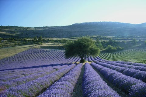 Excursão Campos de Lavanda saindo de Aix-en-Provence