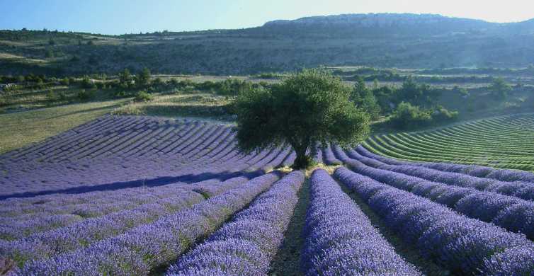 tour de france lavender fields