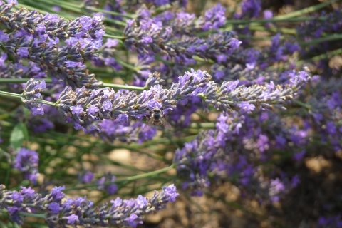 Vanuit Aix-en-Provence: lavendelmiddagtour van een halve dag