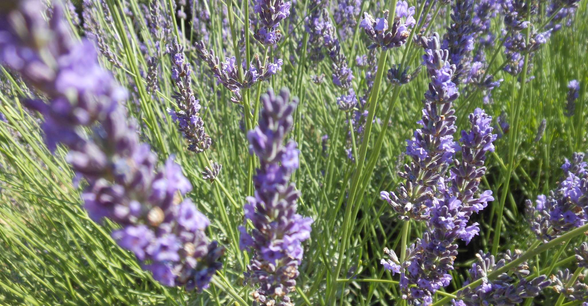 From Aix-en-Provence, Lavender Day Trip to Valensole - Housity